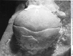 Historisches Foto von Eodromites dobrogea (Feldmann, Lazar & Schweitzer, 2006) (NHMW-AFW-GEO-BACHMAYER-FOTO-1990-0041-0095)